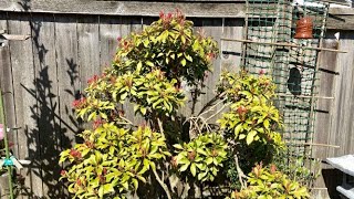 Pieris Japonica Update April 10 [upl. by Retsevlys]