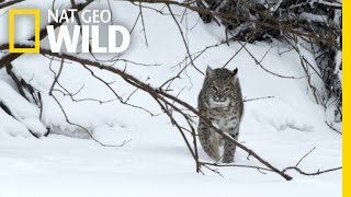 Bobcat Prey  Wild Mississippi [upl. by Arvad]