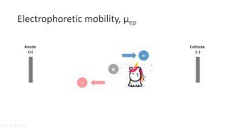 Capillary Electrophoresis Part 3 Electrophoretic mobility [upl. by Lupien]