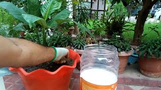 what is urea amp How to use urea Fertilizer [upl. by Parent]