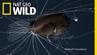 FirstEver Footage of DeepSea Anglerfish Mating Pair  Nat Geo Wild [upl. by Straus193]