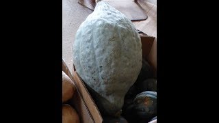 Preparing a Hubbard Squash [upl. by Ogir]