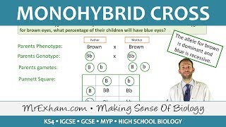 Monohybrid Cross Examples  GCSE Biology 91 [upl. by Neetsyrk]