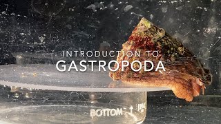 Introduction to Gastropoda [upl. by Lezah]