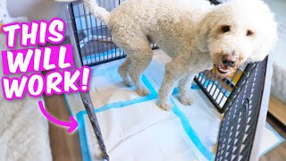 TRUTH ABOUT POTTY PADS 🤯 How to potty train indoors FAST [upl. by Atinaj324]