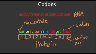 Codons [upl. by Siubhan76]