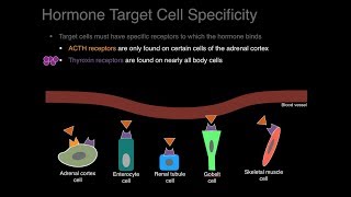 Endocrine system overview [upl. by Aihsenot856]