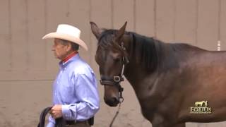 Learning to Use The Dually Halter [upl. by Nesahc334]