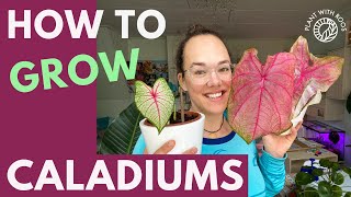 Caladiums How to grow them from bulbstubers  Plant with Roos [upl. by Warton]