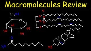 Macromolecules Review [upl. by Romelda656]