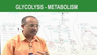 Glycolysis  Metabolism  Dr Najeeb [upl. by Ardnuahs]