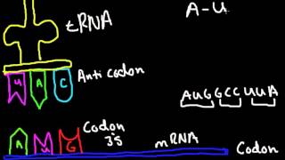 Codon Anticodon Bonding [upl. by Adamsen268]