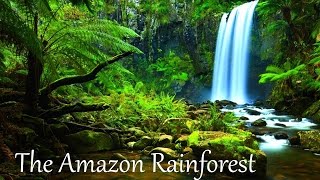 The Amazon Rainforest Facts HD [upl. by Nomzzaj]