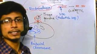 What are restriction enzymes [upl. by Oniger]