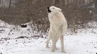 Arctic Wolf Atka Howls in the Snow [upl. by Gwenora]