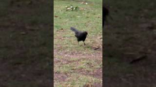 WhiteWinged Chough Bird Calls [upl. by Dupaix]