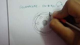 Family Solanaceae easy to draw floral diagram [upl. by Ronda]