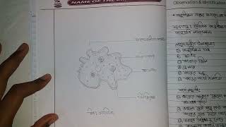 এসএসসি জীববিজ্ঞান ব্যাবহারিক  Biology practical SSC 2022 [upl. by Newfeld]