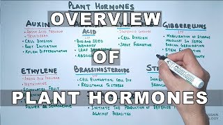 Plant Hormones  Types and Functions [upl. by Aical]