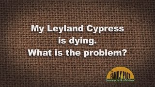 QampA  My Leyland Cypress Is Dying [upl. by Cicero]