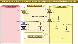 Tubular Reabsorption and Secretion in Intercalated cells [upl. by Lucius897]