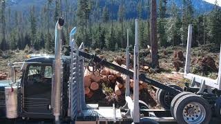 2021 Peterbilt 389 Mule Train Log Truck Hauling Logs [upl. by Alverta786]