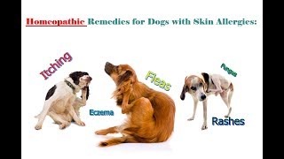 Homeopathic Remedies for Dogs Skin Allergies Itching Fleas amp Rashes [upl. by Ttenaj360]