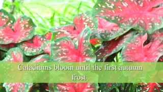 How to Plant Caladium Bulbs [upl. by Igal133]