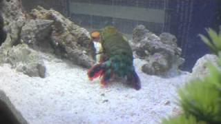 mantis shrimp vs mantis shrimp [upl. by Lail]