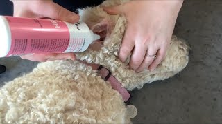 How To Clean Dogs Ear  HOMESTEAD Goldendoodle [upl. by Kono764]