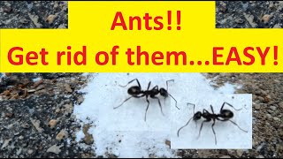 DIY Borax Ant Killer and Its Results [upl. by Adirehs]