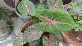 How To Grow amp Care Caladium Plant in Pots  Caladium Plant Care  The Right Gardening [upl. by Tien175]