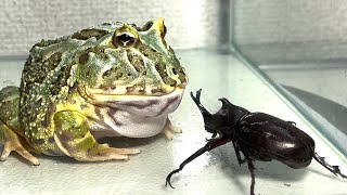 Beetle and frog  Pacman frog  African bullfrog【WARNING LIVE FEEDING】 [upl. by Mori585]