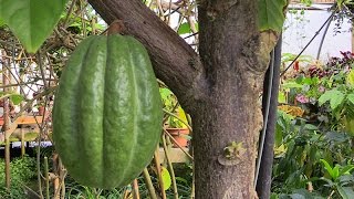 Growing Cocoa in Containers [upl. by Ajay]