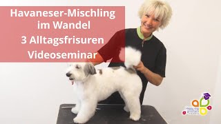 HavaneserMischling im Wandel  3 Alltagsfrisuren  Videoseminar [upl. by Nore784]