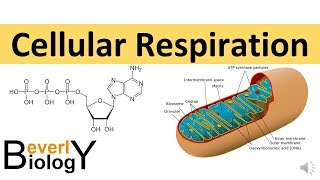 Cellular Respiration in detail [upl. by Yeslah]