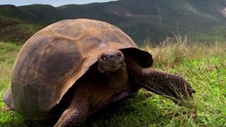 Charles Darwins Galapagos Discovery  Attenborough90  BBC Earth [upl. by Zitvaa]