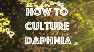 How To Culture Daphnia Magna [upl. by Shelah]