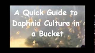 How to culture daphnia outside [upl. by Annot401]