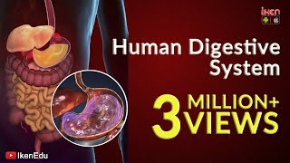 Learn About Human Digestive System  Animation Part 1 iKen  iKen Edu  iKen App [upl. by Bate339]