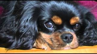 Cavalier King Charles Spaniel [upl. by Hniht]