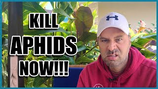 How to Get Rid of APHIDS [upl. by Ydospahr]