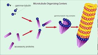 Microtubules Structure and Function [upl. by Barthold940]