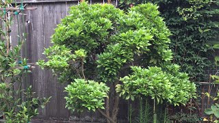 Pieris Japonica  Cloud Pruning  2020 Part 1 June 23 [upl. by Attennhoj]