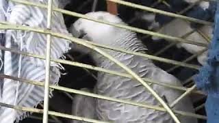 Parrot Swears During Argument with Owner [upl. by Nospmoht]