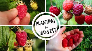 Growing Raspberries from Planting to Harvest [upl. by Bencion]