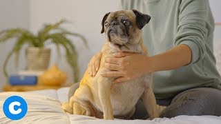 Dog Massage Techniques How to Massage Your Dog  Chewy [upl. by Bohun]