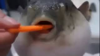 Pufferfish eating carrot moaning sound effect [upl. by Eveiveneg]