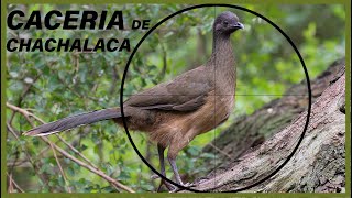 CACERIA DE CHACHALACA 2021  RANCHO EL FAISAN [upl. by Aspa]