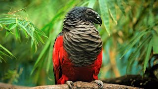 10 Beautiful Exotic Birds You Wont Believe Actually Exist [upl. by Ordway]